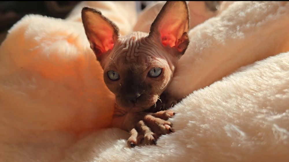 Kot sfinks przepiękny z niebieskimi oczkami