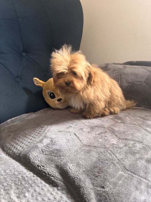 Maltipoo hybryda maltańczyk-pudel toy chłopiec