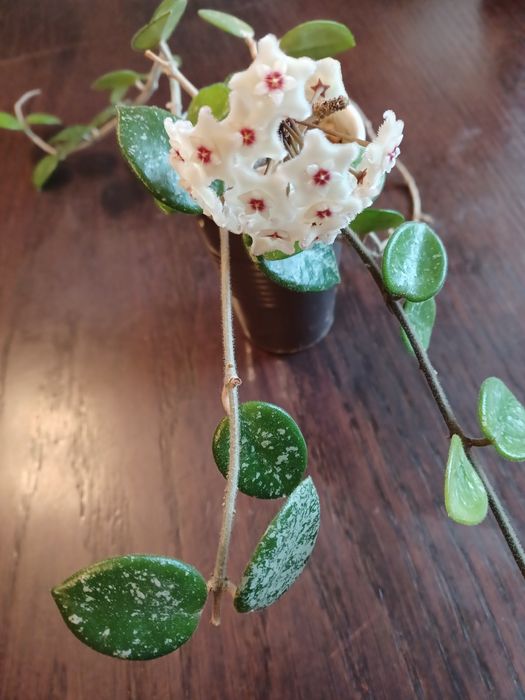 Hoja Mathilde splash cięta
