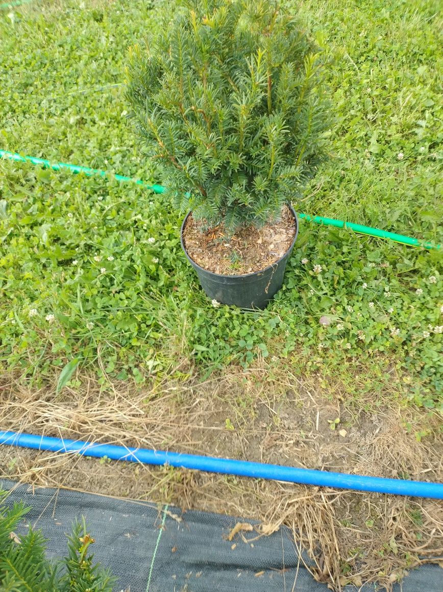 Hortensje bukietowe. Najtaniej
