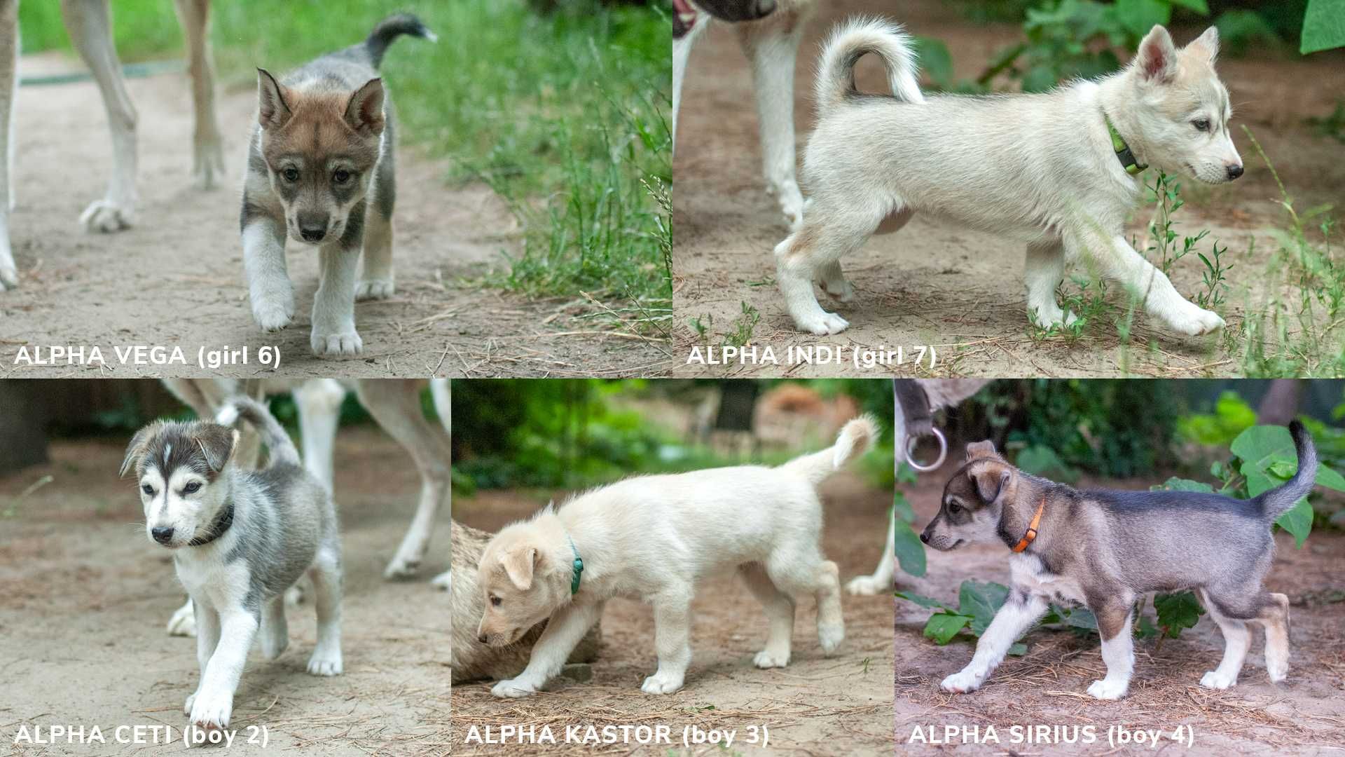 Szczeniak samiec SIBERIAN HUSKY aguti linia użytkowa ZKwP FCI