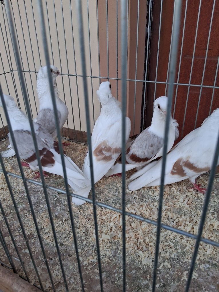 Sprzedam gołębie newki