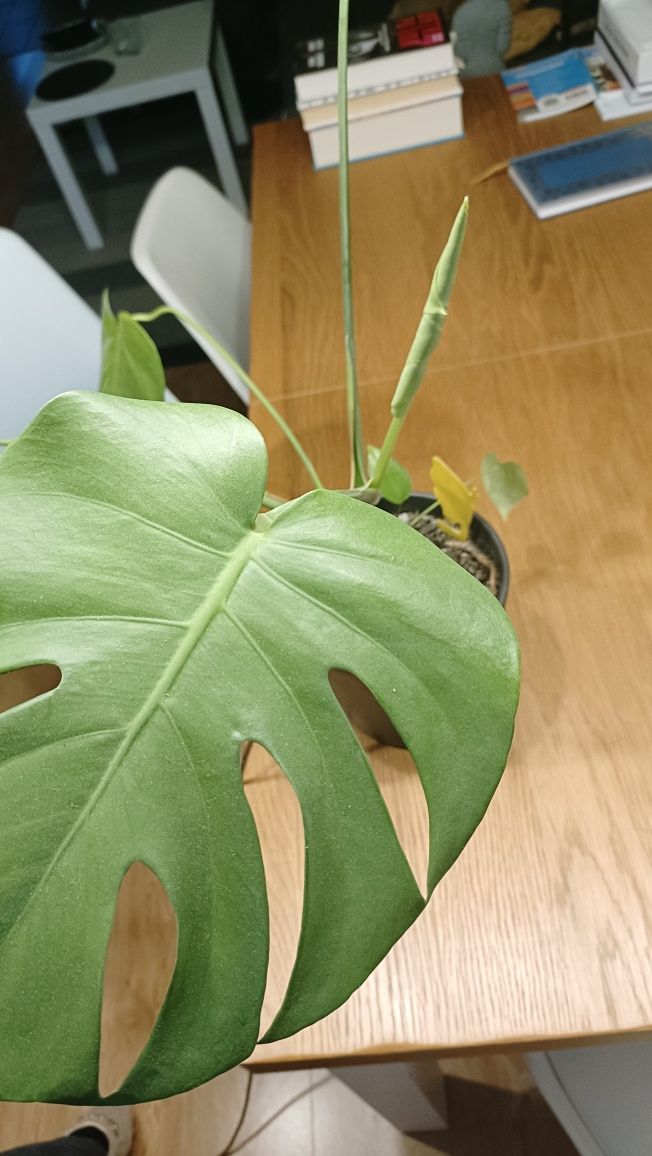 Kwiat monstera z małymi sadzonkami