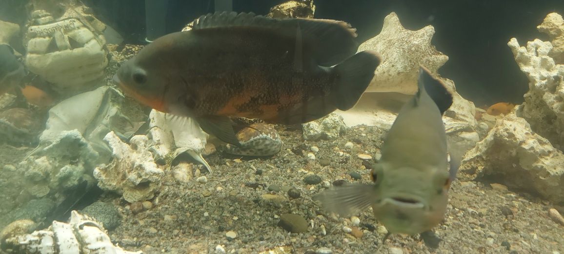 Астранотуси, дві рибки шукають нових господарів з великим акваріумом)