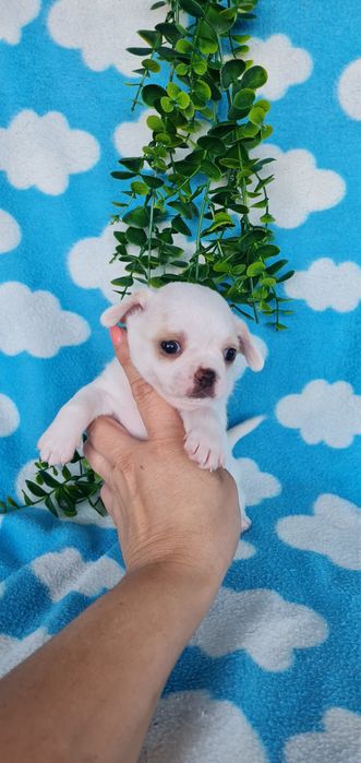 Excelente mini chihuahua/chiuaua Qualidade, Linhagem Russa