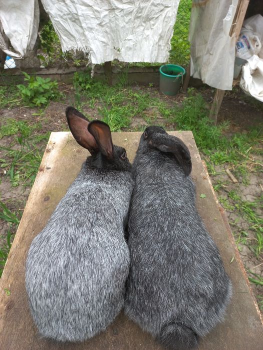 Кролиці Полтавське срібло