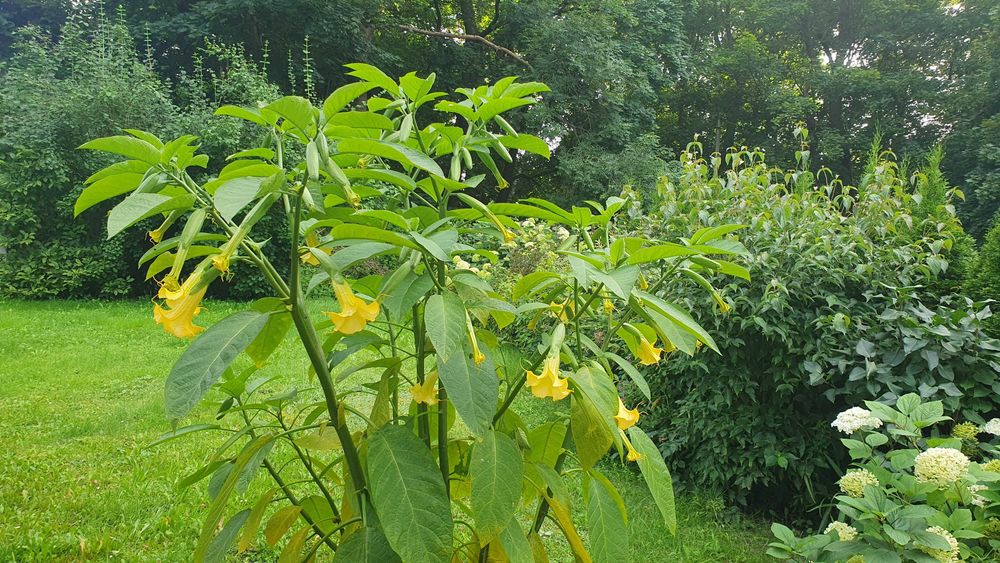 Datura wieloletnia, brugmansja. Kwiaty ogród.