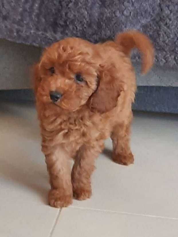 Pudel toy  suczka Red Karinka