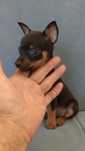 Ratlerek miniaturowy piesek  pinczer