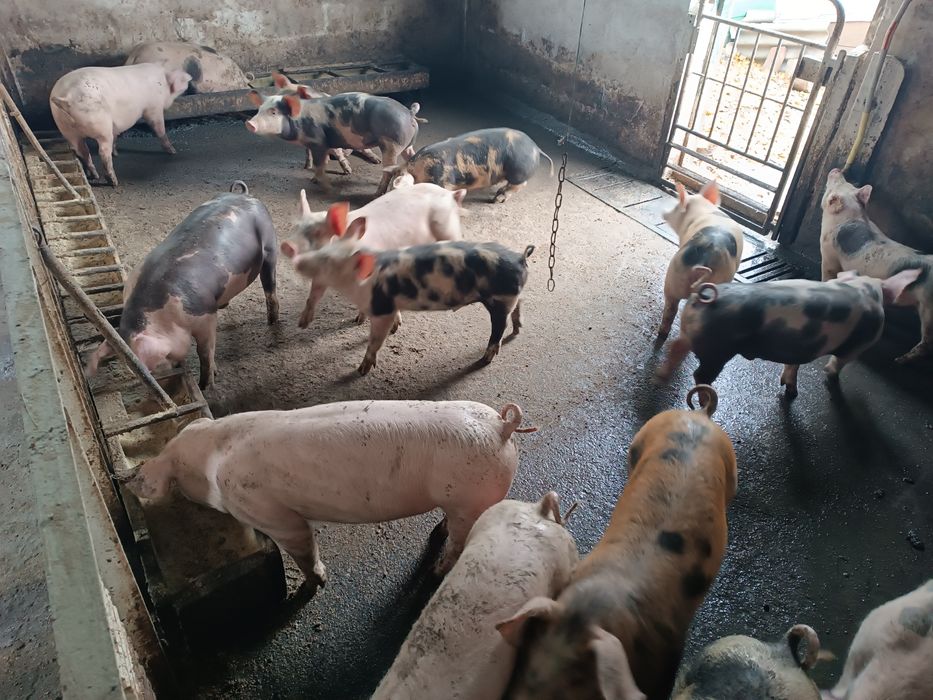 Продам поросят мясного направления