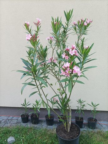 Roślina Oleander różowy duży 160 cm krzew