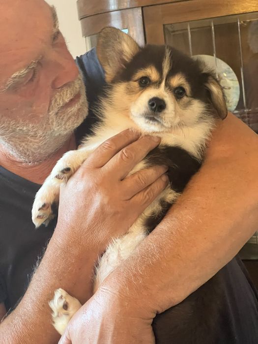 Welsh Corgi Pembroke - piekny trikolorowy piesek FCI z dlugim ogonkiem