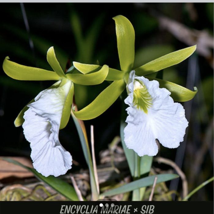 Продам орхідеї енциклії сортові