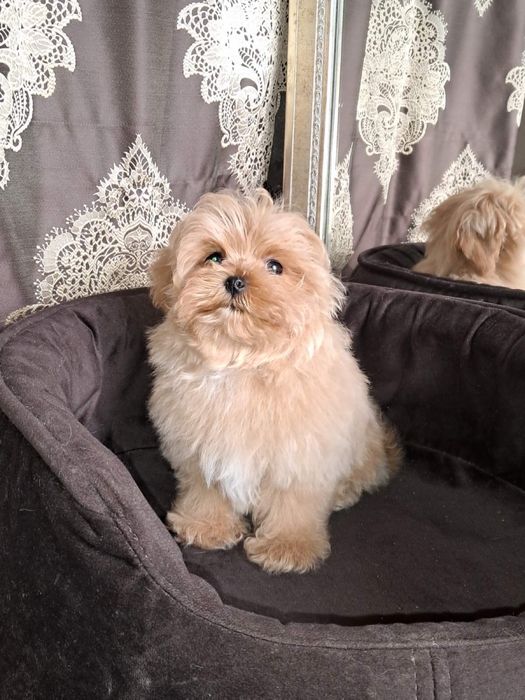Maltipoo mini Мальчик