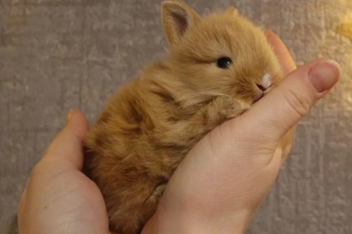 Декоративні кролики