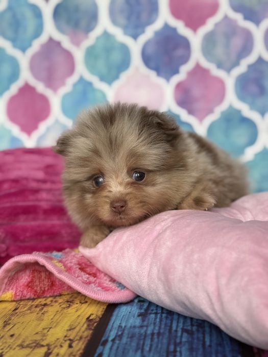 Pomeranian choco merle czekoladowy szpic miniaturowy