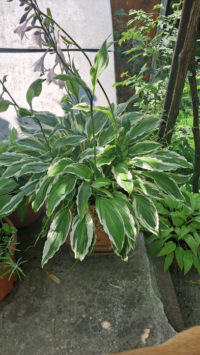 Хоста в ассортименте