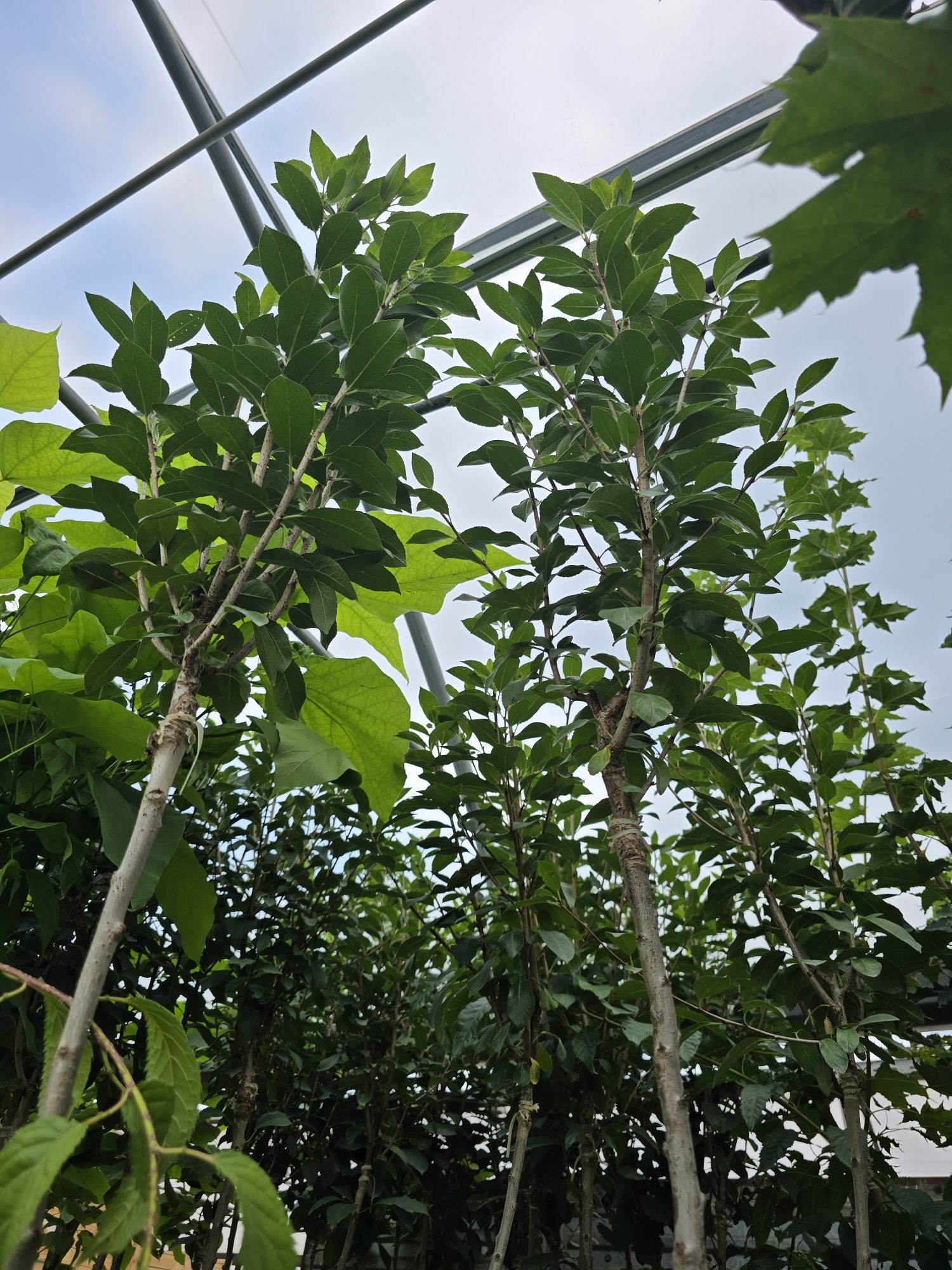 Wiśnia umbraculifera 200 cm kiku shidare zakura na pniu