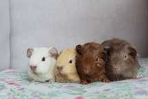 Self , świnki morskie,cavia domowa