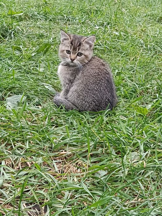 Кошенята в добрі руки, дівчинка і хлопчик