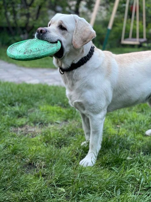 Лабрадор ретривер шукає дівчинку для вязки / лабрадор для вязки Київ