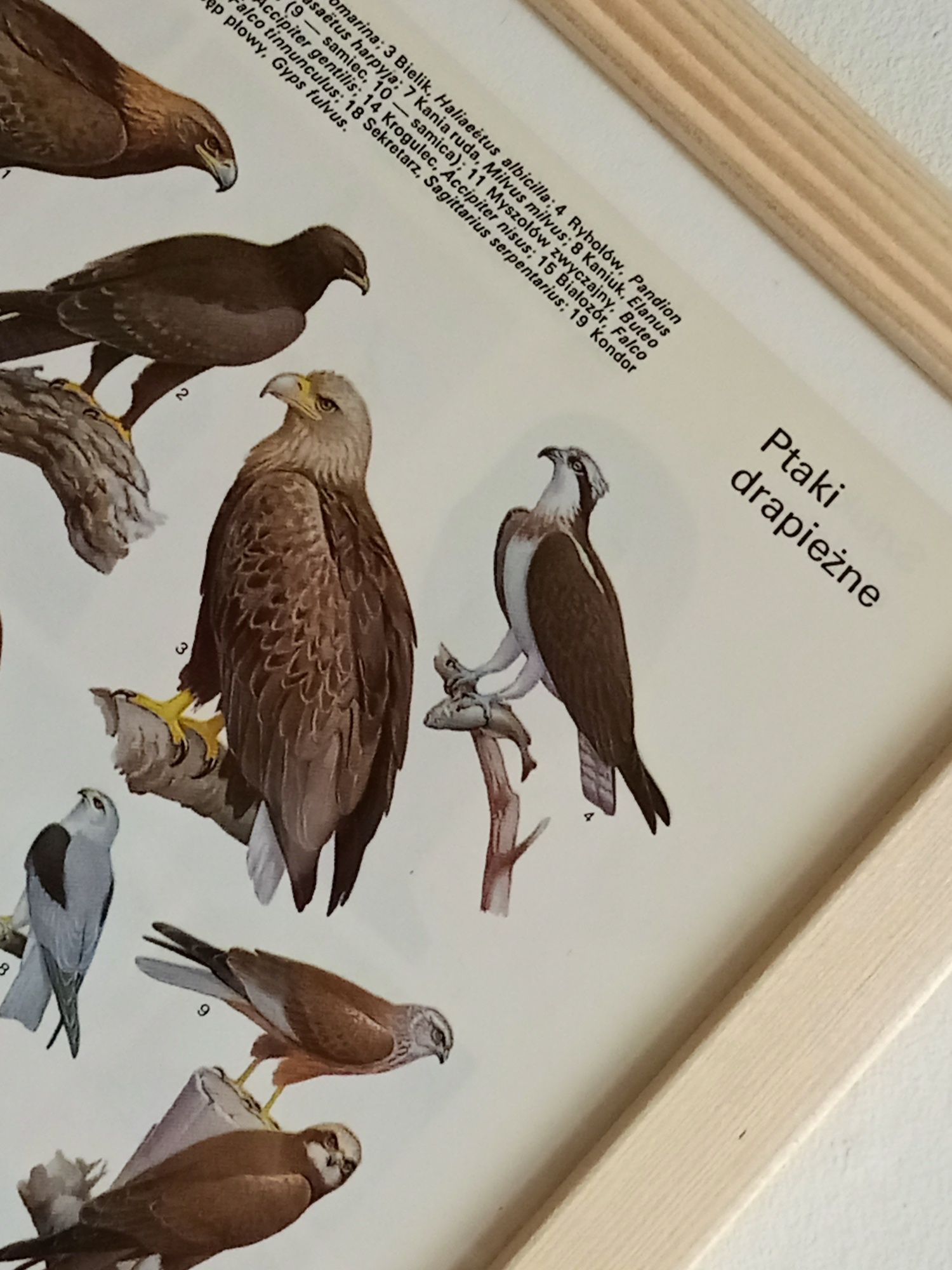 **„Historia w ilustracjach: retro encyklopedyczne dzieła na ścianę”**