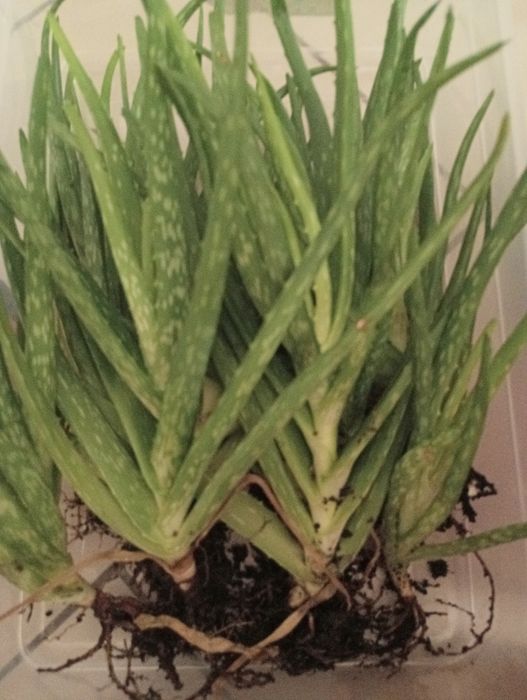 SADZONKA Aloesu - Sprzedam!!!