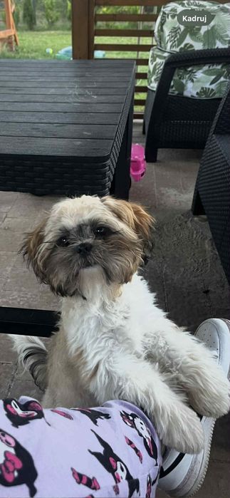 Shih tzu suczka szczeniak rezerwacja