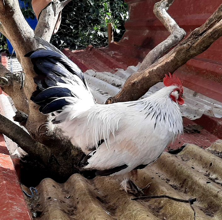 Vende-se galo Nagazaki cruzado com Mil Flores em Mafra/Ericeira