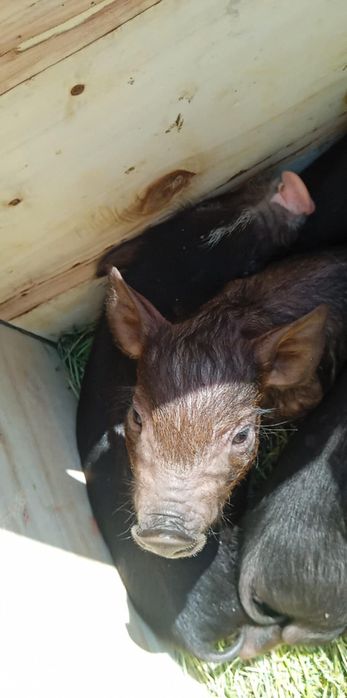 Продаю В'єтнамські поросята