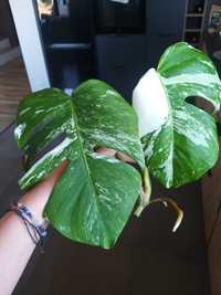 Monstera Variegata szczepka sadzonka marmurek