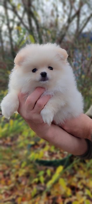 Маленькі пухнастики