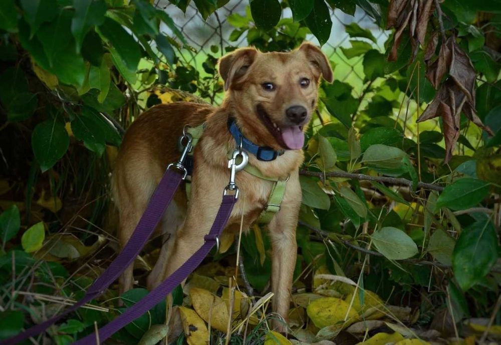 Karolek mały śliczny rudy piesek błaga o miłość ADOPCJA