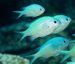 Akwarium morskie ryby morskie koralowce Chromis viridis