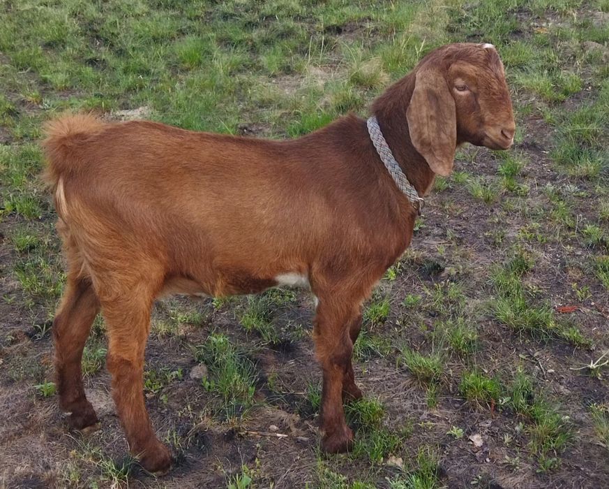 Козлы козочки козлята