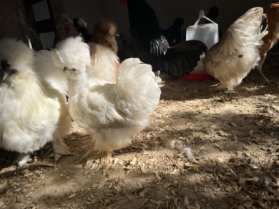 Sedosas do Japao, Paduanas e Holandesas Monuda