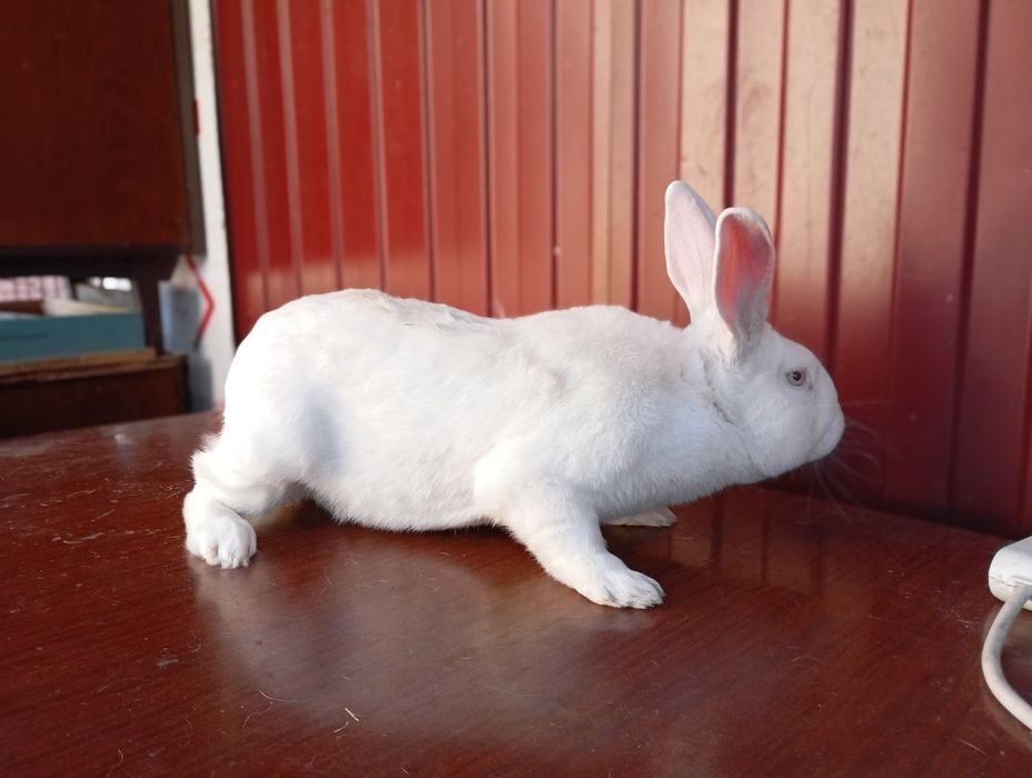 Термондська біла/ термони /кролі термонці/ термонська біла