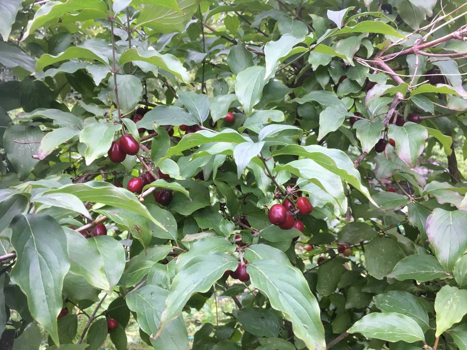 WYPRZEDAŻ! Drzewka derenia z bryłką z własnej hodowli