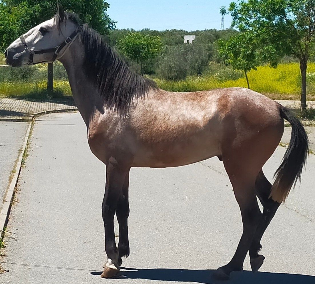 Vendo poldro lusitano puro PSL pontuado tem papéis