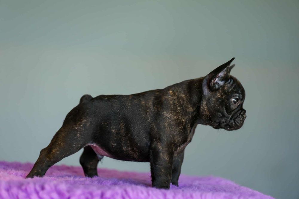 Gustaw buldog francuski ZKWP gotowy na nowy dom