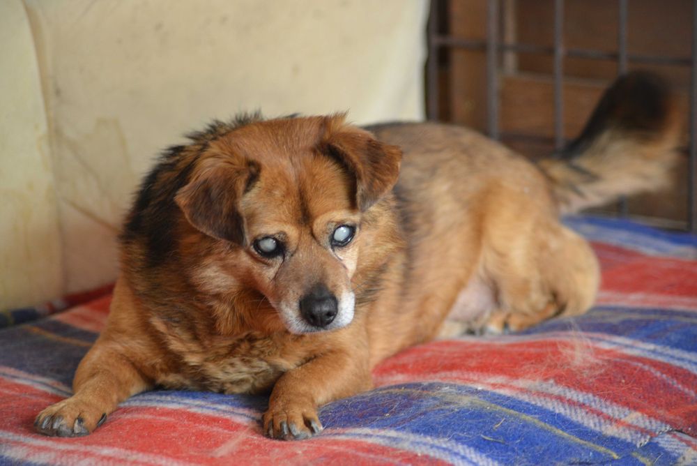 Loki – pies, który widzi sercem