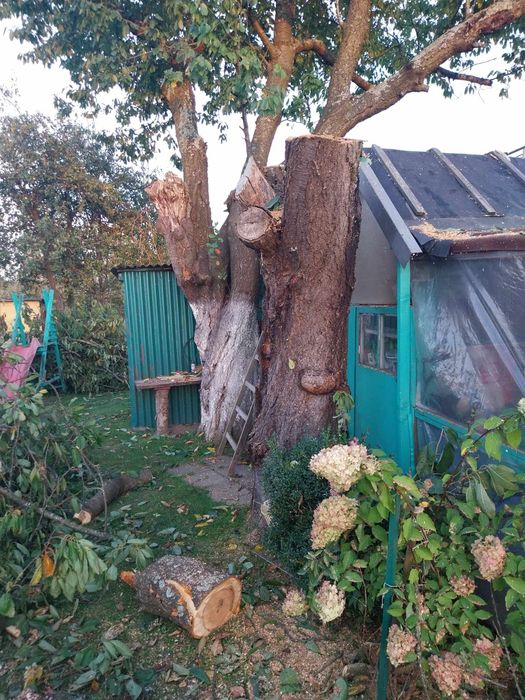 Wycinka i Przycinanie Drzew / Tui z podnośnika koszowego słupsk