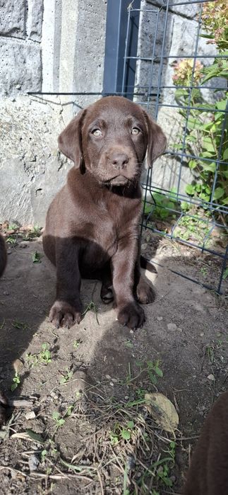 Labrador retriever szczeniak
