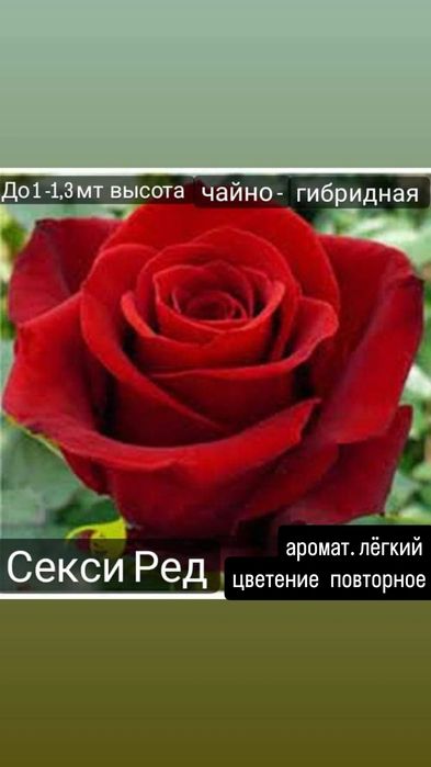 Продам саженцы роз