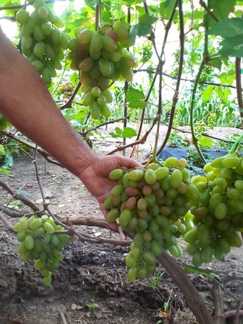 Садженці винограду