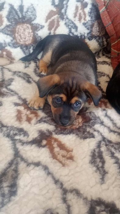 Oddam suczke w dobre ręce