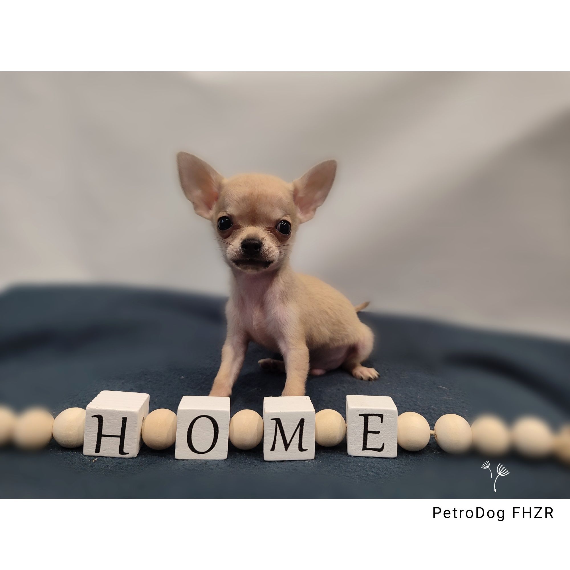 Chihuahua xs 450g piesek gotowy do odbioru