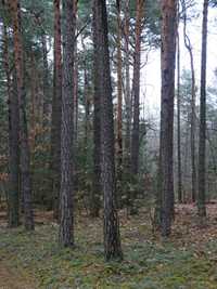 Sprzedam las sosnowy pow. 1,55 ha Olszowa gm. Wyśmierzyce
