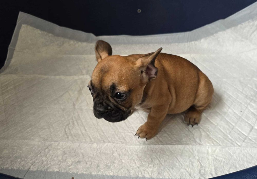Bulldog francês   nascido a 11/8/2025