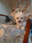 Pies  maltipoo maltańczyk już do oddan   szczepione 3 razy z hodowli